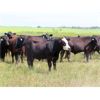 Image 5 : Taylor Enterprises Inc. - 897# August Grass Steers - 106 Head (Wawota, SK)