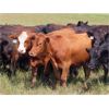Image 6 : Taylor Enterprises Inc. - 897# August Grass Steers - 106 Head (Wawota, SK)