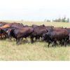 Image 7 : Taylor Enterprises Inc. - 897# August Grass Steers - 106 Head (Wawota, SK)
