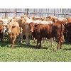 Image 3 : Taylor Enterprises Inc. - 817# August Grass Heifers - 73 Head (Wawota, SK)