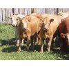 Image 5 : Taylor Enterprises Inc. - 817# August Grass Heifers - 73 Head (Wawota, SK)