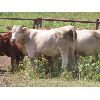 Image 6 : Taylor Enterprises Inc. - 817# August Grass Heifers - 73 Head (Wawota, SK)
