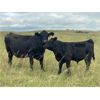 Image 2 : Stadnyk Farms - 740# Steer Calves - 82 Head (Bruno, SK)