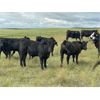 Image 3 : Stadnyk Farms - 740# Steer Calves - 82 Head (Bruno, SK)