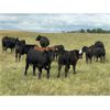 Image 5 : Stadnyk Farms - 740# Steer Calves - 82 Head (Bruno, SK)