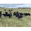 Image 6 : Stadnyk Farms - 740# Steer Calves - 82 Head (Bruno, SK)