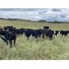 Image 7 : Stadnyk Farms - 740# Steer Calves - 82 Head (Bruno, SK)