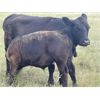 Image 8 : Stadnyk Farms - 740# Steer Calves - 82 Head (Bruno, SK)