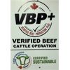 Image 10 : *VBP+* MacMillan Farming Co. - 560# Steer Calves - 100 Head (Cayley, AB)