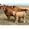 Image 5 : *VBP+* MacMillan Farming Co. - 560# Steer Calves - 100 Head (Cayley, AB)