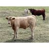Image 6 : *VBP+* MacMillan Farming Co. - 560# Steer Calves - 100 Head (Cayley, AB)