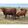 Image 7 : *VBP+* MacMillan Farming Co. - 560# Steer Calves - 100 Head (Cayley, AB)