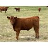 Image 8 : *VBP+* MacMillan Farming Co. - 560# Steer Calves - 100 Head (Cayley, AB)