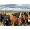 Image 10 : Wolverine Cattle Co. - 900# September Grass Steers - 245 Head (Guernsey, SK)