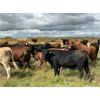 Image 11 : Wolverine Cattle Co. - 900# September Grass Steers - 245 Head (Guernsey, SK)