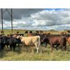 Image 12 : Wolverine Cattle Co. - 900# September Grass Steers - 245 Head (Guernsey, SK)