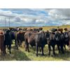 Image 13 : Wolverine Cattle Co. - 900# September Grass Steers - 245 Head (Guernsey, SK)