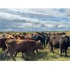 Image 14 : Wolverine Cattle Co. - 900# September Grass Steers - 245 Head (Guernsey, SK)