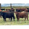 Image 1 : Wolverine Cattle Co. - 900# September Grass Steers - 245 Head (Guernsey, SK)
