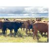 Image 3 : Wolverine Cattle Co. - 900# September Grass Steers - 245 Head (Guernsey, SK)