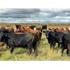 Image 4 : Wolverine Cattle Co. - 900# September Grass Steers - 245 Head (Guernsey, SK)