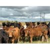 Image 6 : Wolverine Cattle Co. - 900# September Grass Steers - 245 Head (Guernsey, SK)