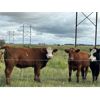 Image 7 : Wolverine Cattle Co. - 900# September Grass Steers - 245 Head (Guernsey, SK)