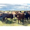 Image 9 : Wolverine Cattle Co. - 900# September Grass Steers - 245 Head (Guernsey, SK)