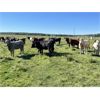Image 4 : Cunningham Cattle Co. - 1025# September Grass Heifers - 280 Head (Buck Lake, AB)