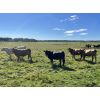 Image 5 : Cunningham Cattle Co. - 1025# September Grass Heifers - 280 Head (Buck Lake, AB)