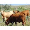 Image 3 : Riverbend Ranch - 1000# September Grass Steers - 425 Head (Spondin, AB)