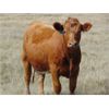 Image 7 : Riverbend Ranch - 890# September Grass Heifers - 410 Head (Spondin, AB)