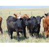 Image 3 : Riverbend Ranch - 940# September Grass Heifers - 320 Head (Coronation, AB)