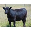 Image 7 : Riverbend Ranch - 940# September Grass Heifers - 320 Head (Coronation, AB)