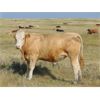 Image 4 : Riverbend Ranch - 1000# September Grass Steers - 350 Head (Scotfield, AB)