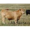 Image 5 : Riverbend Ranch - 1000# September Grass Steers - 350 Head (Scotfield, AB)