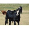 Image 6 : Riverbend Ranch - 1000# September Grass Steers - 350 Head (Scotfield, AB)