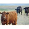 Image 1 : Riverbend Ranch - 975# September Grass Steers - 200 Head (Brooks, AB)