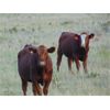 Image 2 : Riverbend Ranch - 975# September Grass Steers - 200 Head (Brooks, AB)