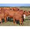 Image 3 : Trestle Ridge Ranch - 600# Steer Calves - 85 Head (Alix, AB)