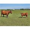 Image 5 : Trestle Ridge Ranch - 600# Steer Calves - 85 Head (Alix, AB)