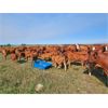 Image 5 : Trestle Ridge Ranch - 550# Heifer Calves - 85 Head (Alix, AB)