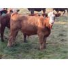 Image 5 : Garry & Rylan Katona - 650# Steer Calves - 90 Head (Caroline, AB)