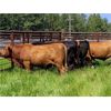 Image 3 : Pembina Ranching - 1060# August Grass Steers - 57 Head (Drayton Valley, AB)