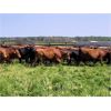 Image 4 : Pembina Ranching - 1060# August Grass Steers - 57 Head (Drayton Valley, AB)