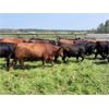 Image 5 : Pembina Ranching - 1060# August Grass Steers - 57 Head (Drayton Valley, AB)
