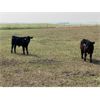 Image 4 : *VBP+* Premium Angus Beef - 575# Steer Calves - 95 Head (Richard, SK)