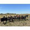 Image 1 : Kris Springer - 800# October Grass Heifers - 78 Head (Foam Lake, SK)