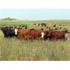 Image 7 : Lamb Cattle Company - 1050# September Grass Heifers - 285 Head (Hanley, SK)