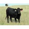 Image 10 : Lamb Cattle Company - 950# September Grass Heifers - 255 Head (Hanley, SK)